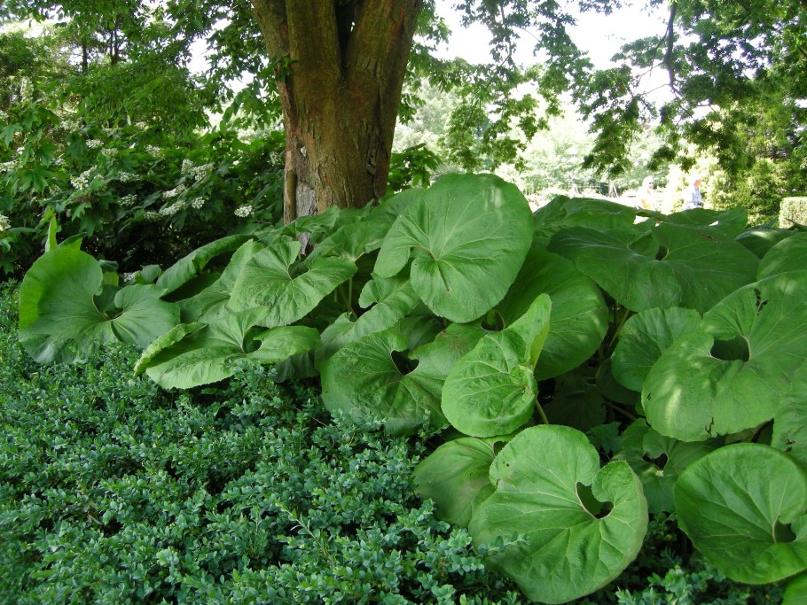 Белокопытник Petasites hybridus