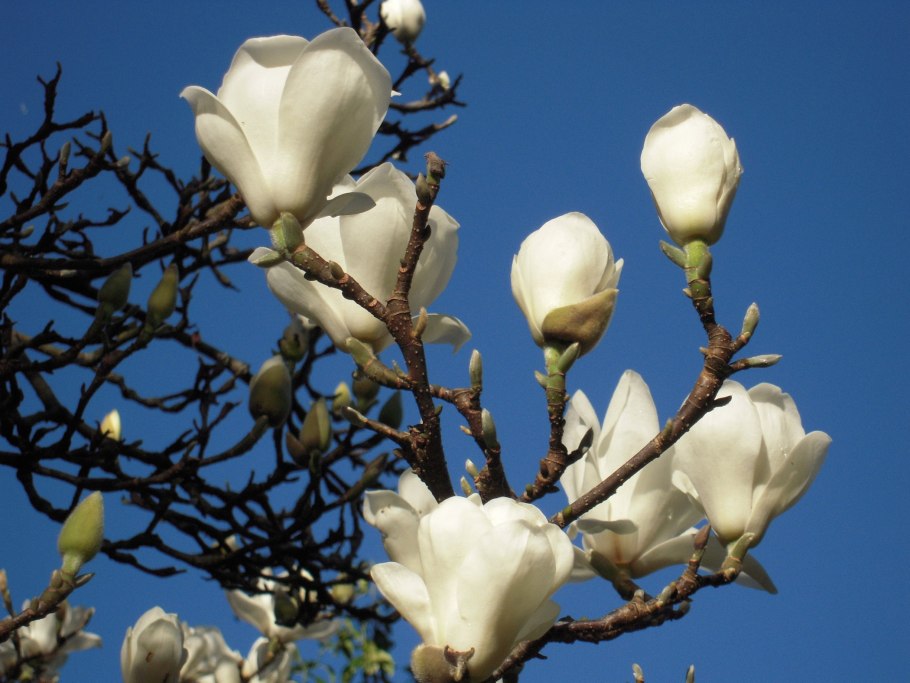 Лиловая Магнолия цветы