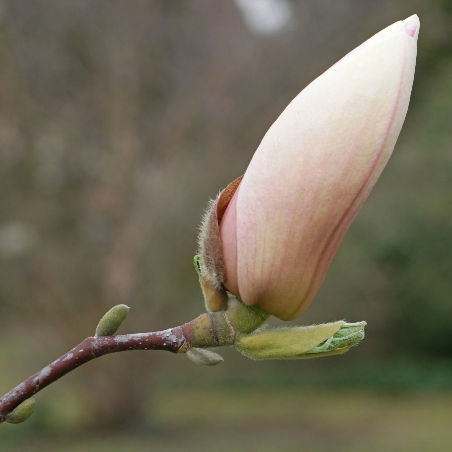 Магнолия Саржента