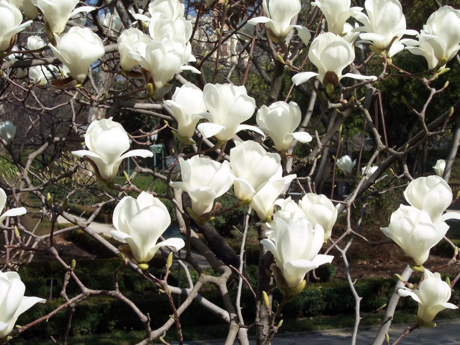 Magnolia x soulangeana