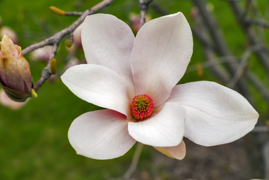 Magnolia denudata (Магнолия)