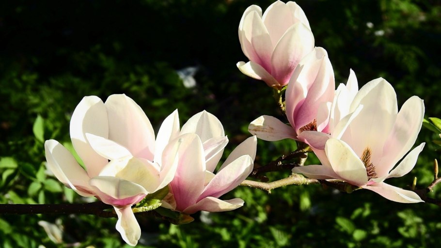 Магнолия динозавры