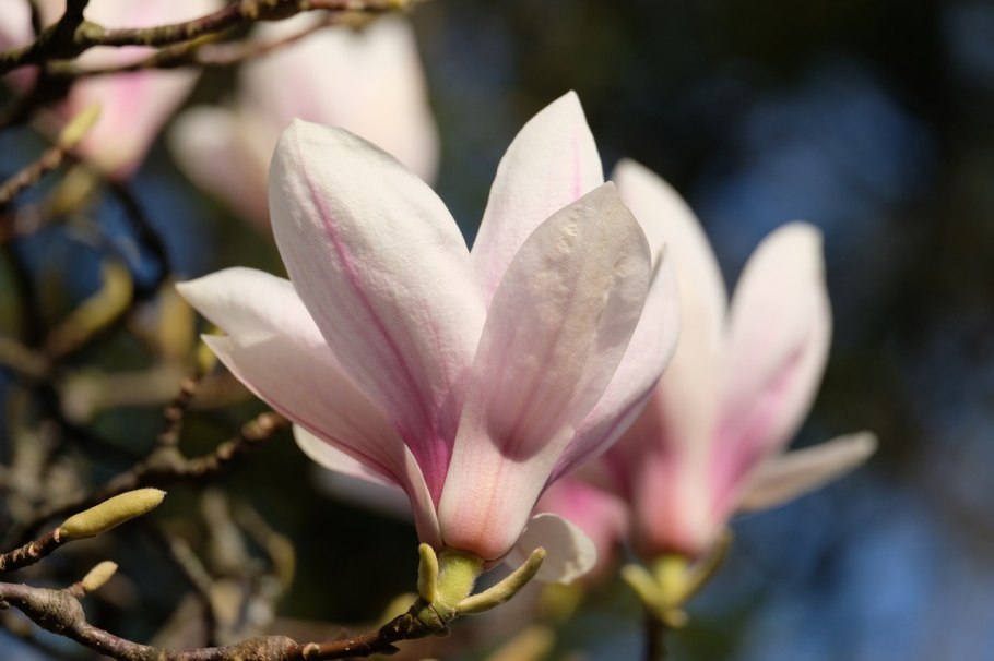 Магнолия Cameo