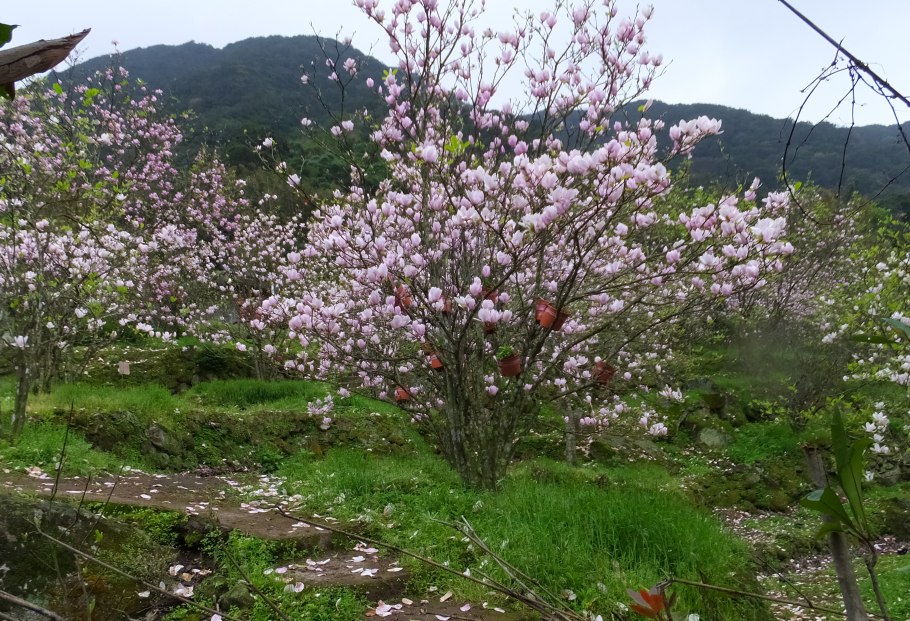 Магнолия оголенная