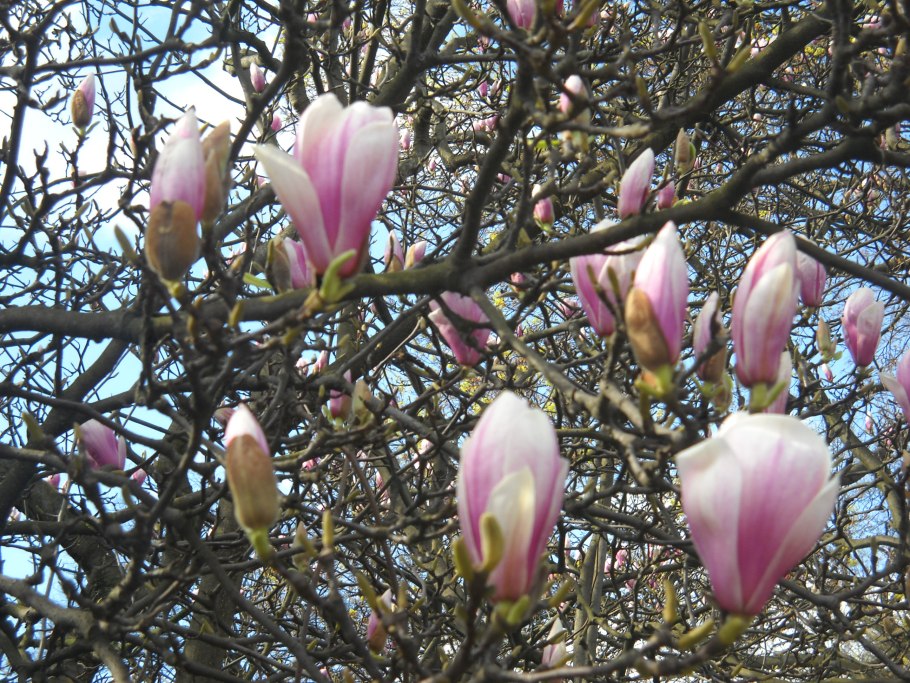 Магнолия Альба Суперба