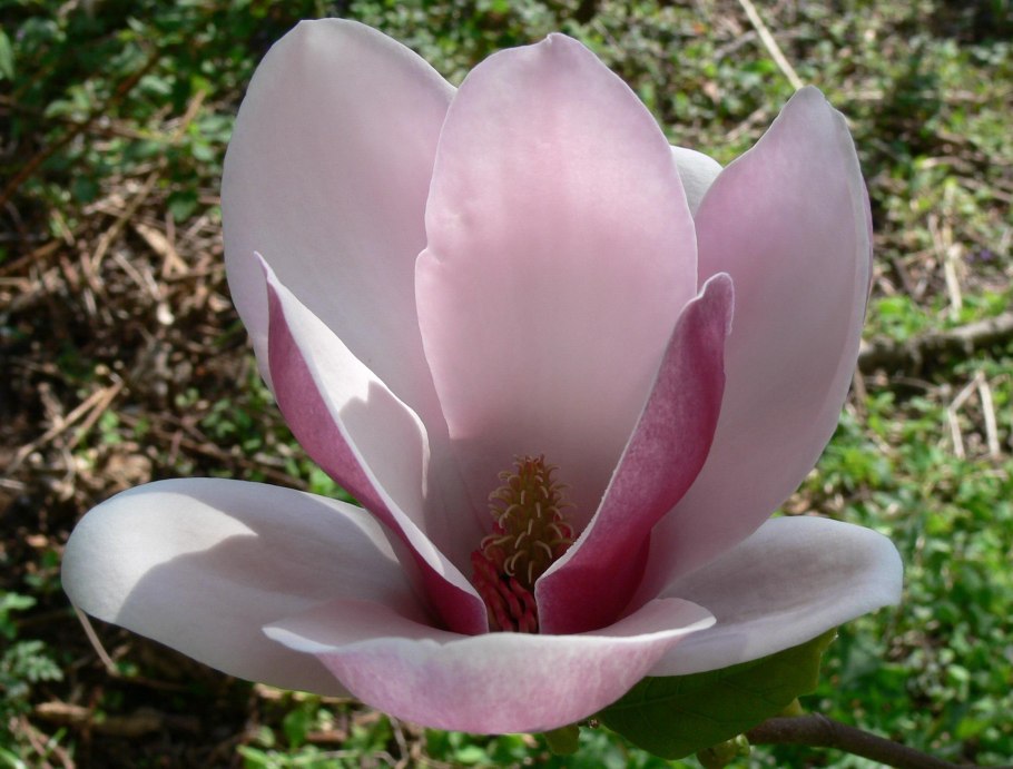 Магнолия фрагрант клауд