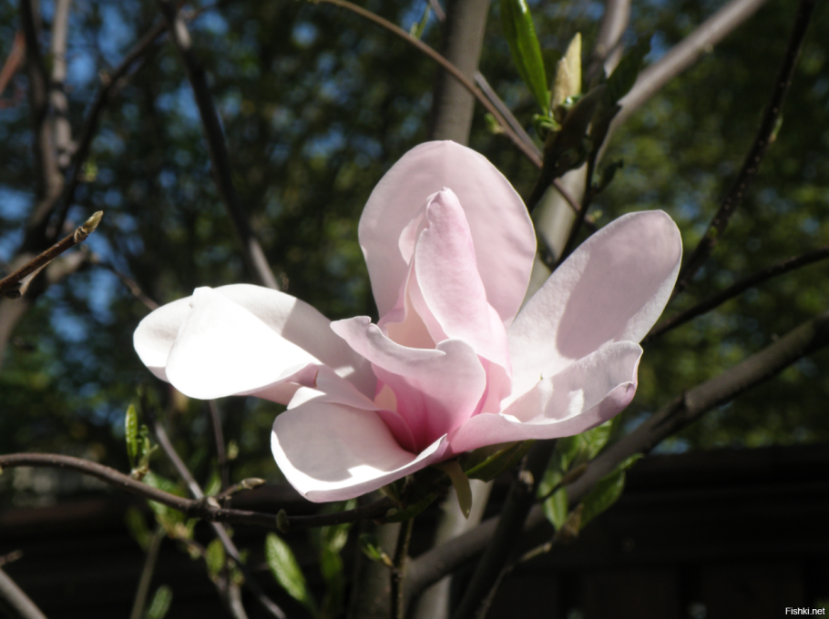 Магнолия Денудата