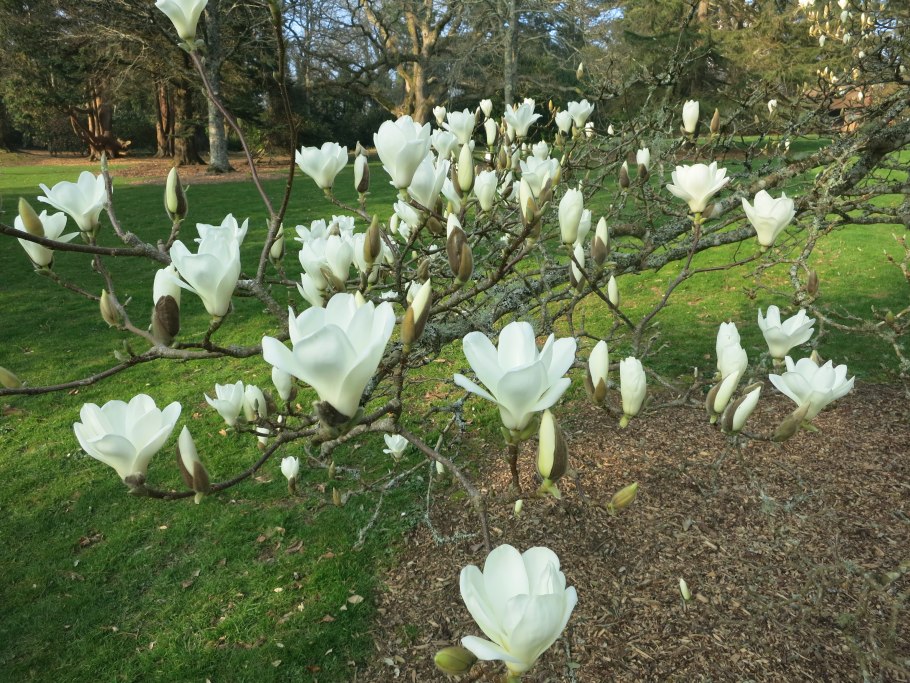 Магнолия суланжа альба суперба