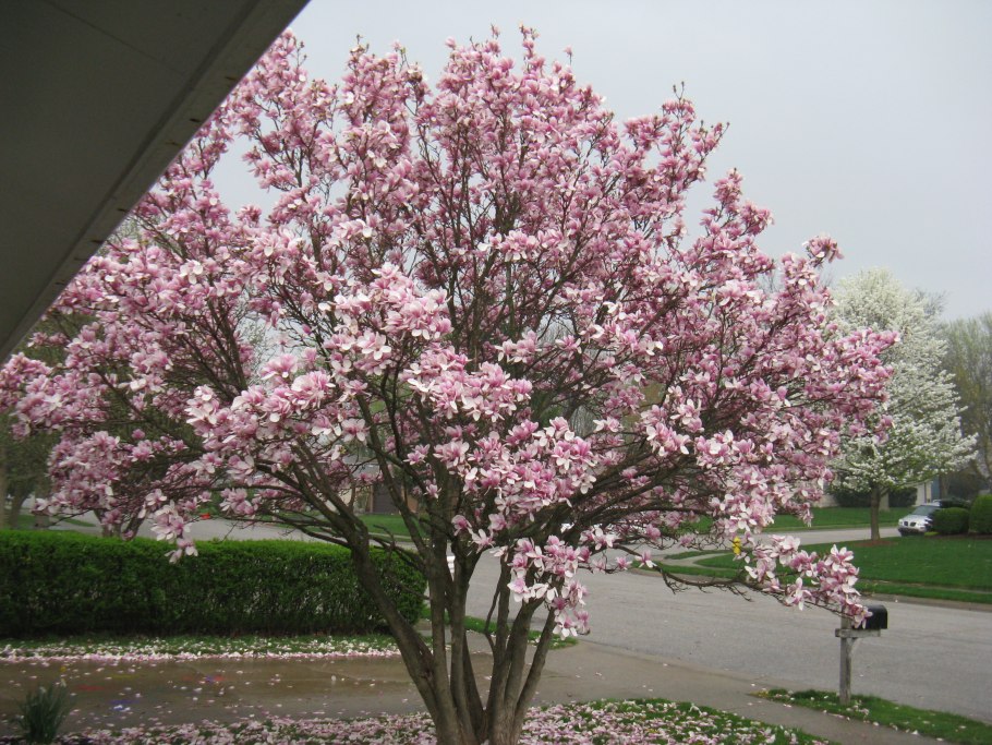 Магнолия обратнояйцевидная куст