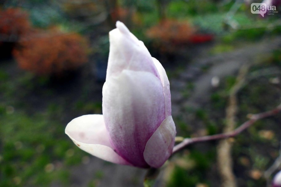 Магнолия Magnolia Yellow River