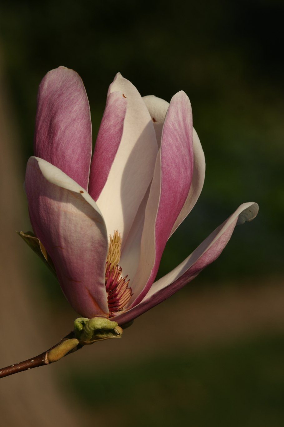Магнолии суланжа