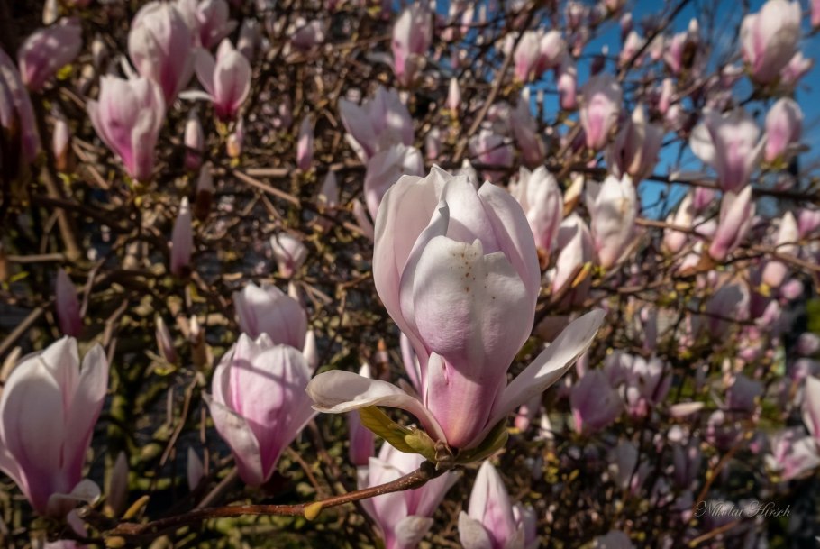 Магнолия Денудата Йеллоу Ривер