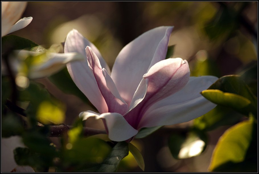Магнолия