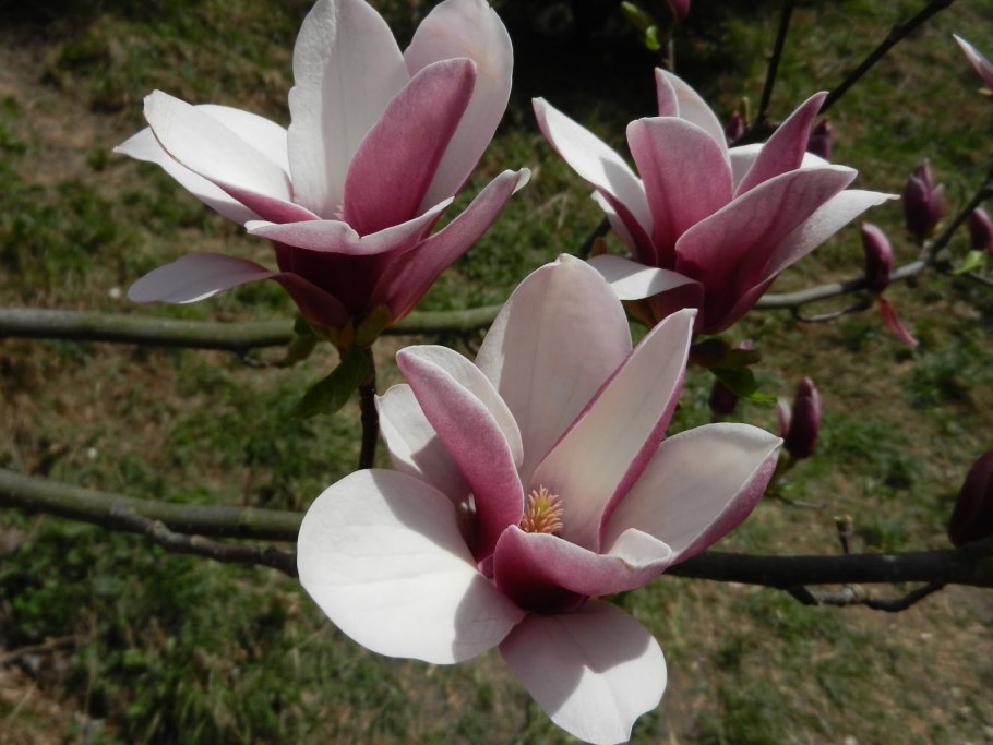 Магнолия Рикки листва