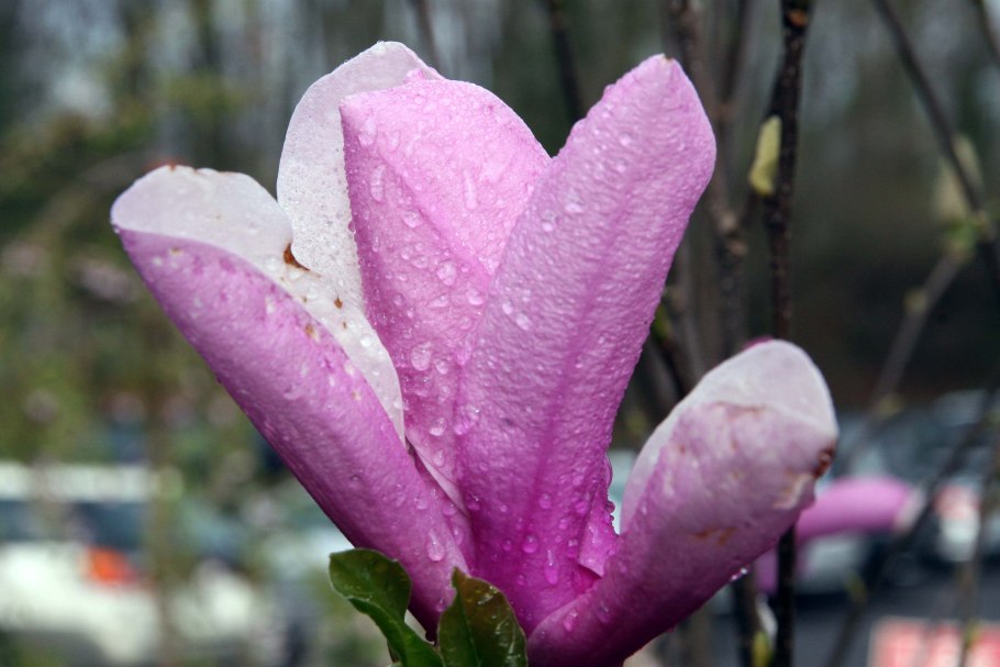 Магнолия трёхлепестная