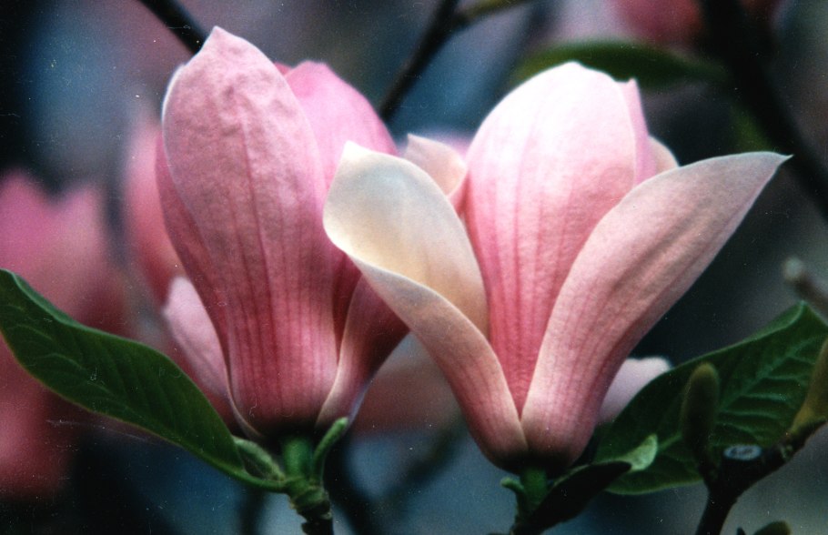 Суланжа магнолия