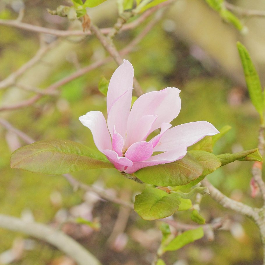 Кольдкрем "Цветущая Магнолия"