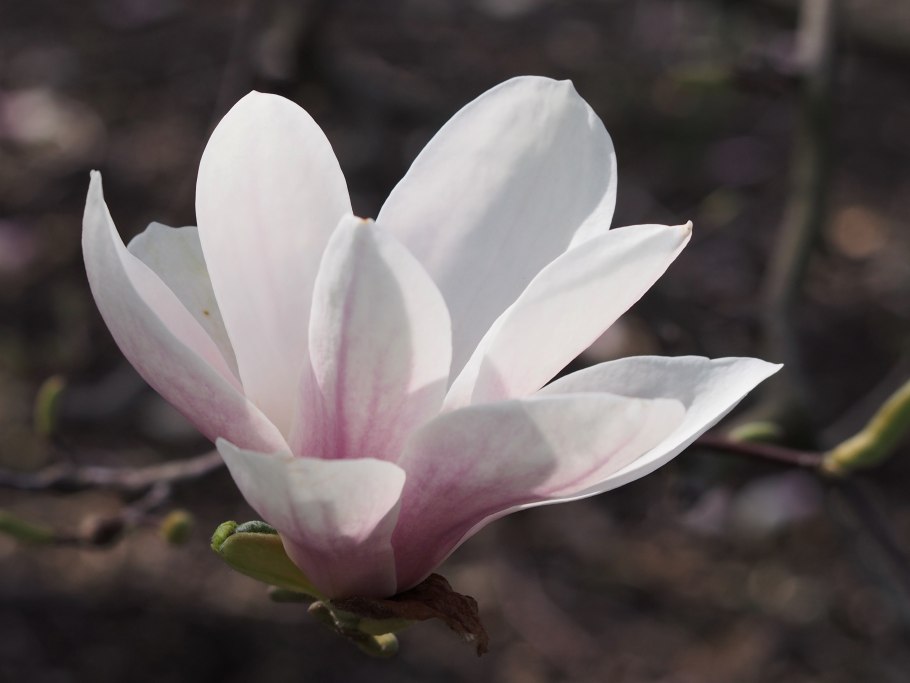 Магнолия denudata
