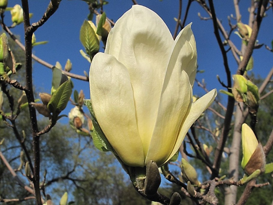 Магнолия йеллоу лантерн