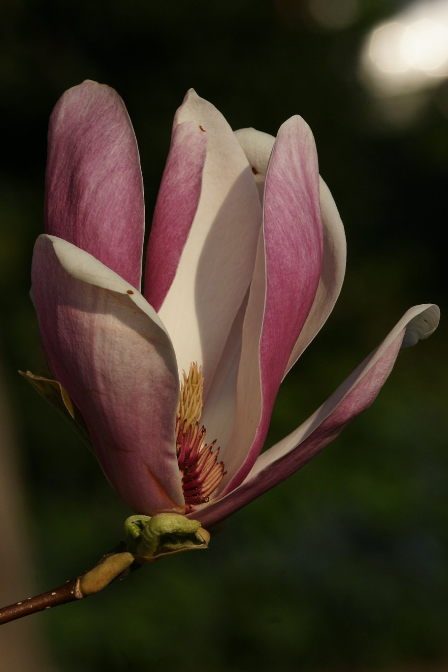 Магнолии суланжа