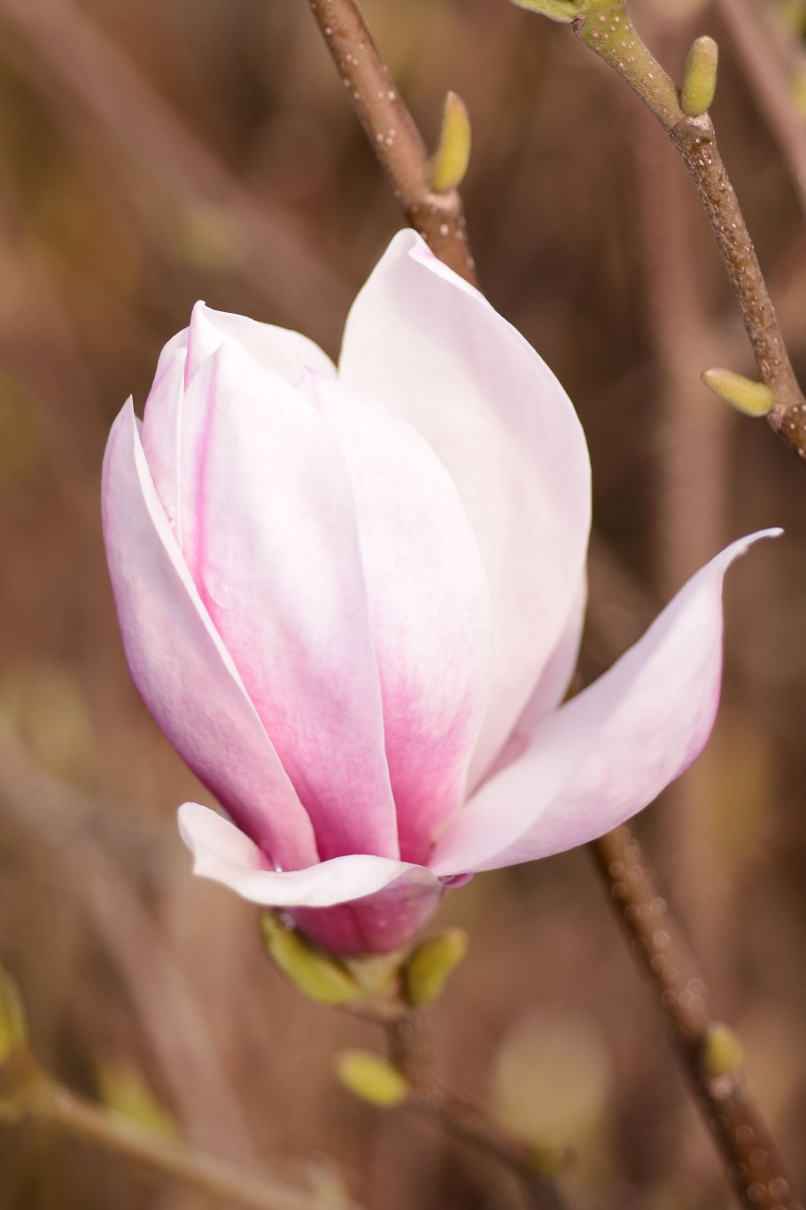 Магнолия суланжа альба суперба