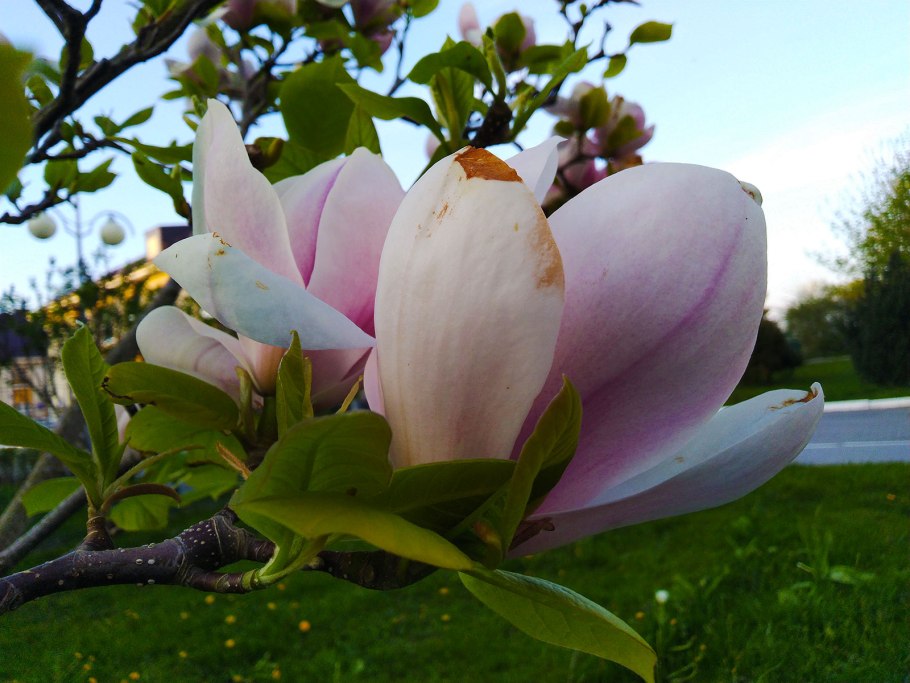 Южная Магнолия