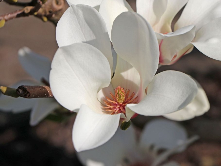 Магнолия белая