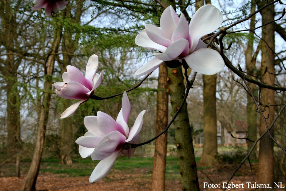 Магнолия феликс
