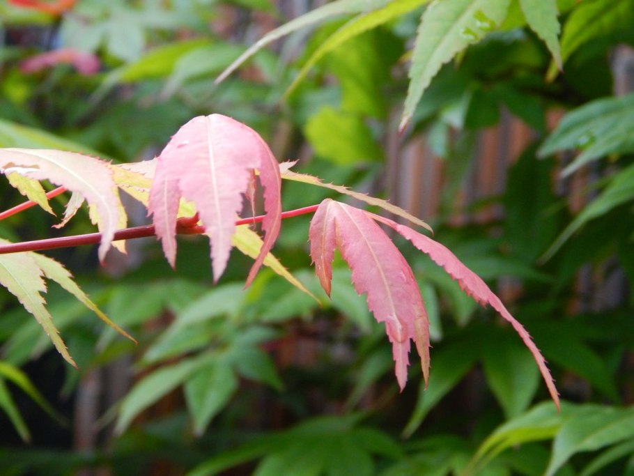 Клён остролистный drummondii