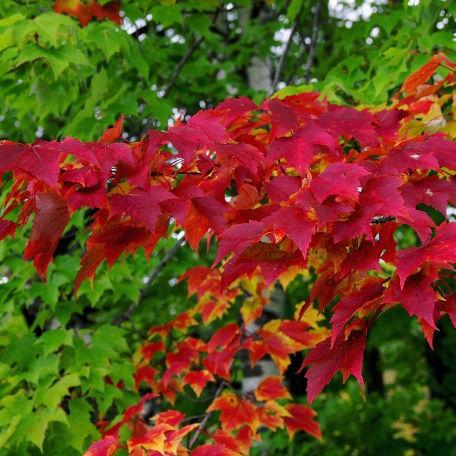 Клён остролистный платановидный