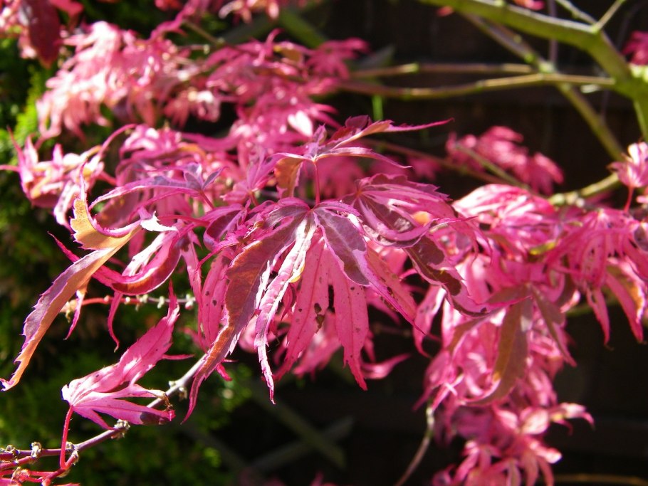 Acer platanoides 'stollii'