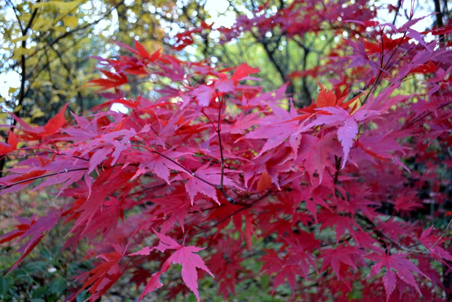 Клен дланевидный Acer palmatum