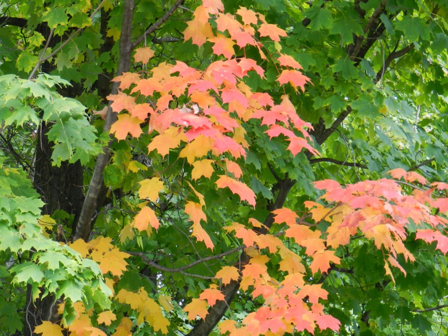 Черный клен дерево