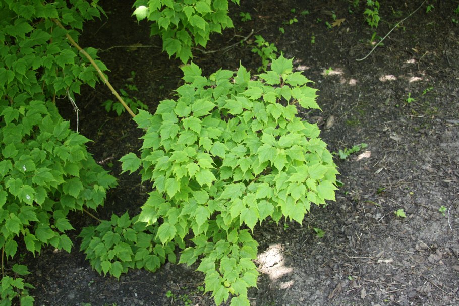 Клен бородатый acer barbinerve