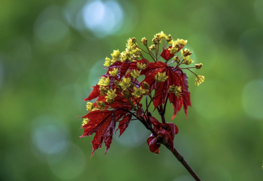 Цветы канадского клена