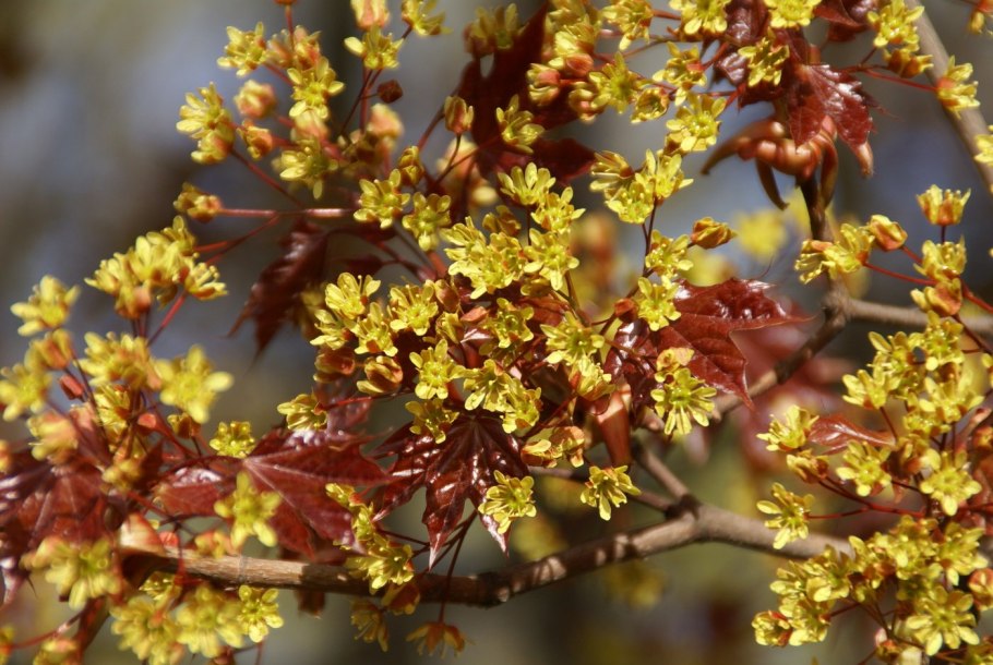 Клён остролистный