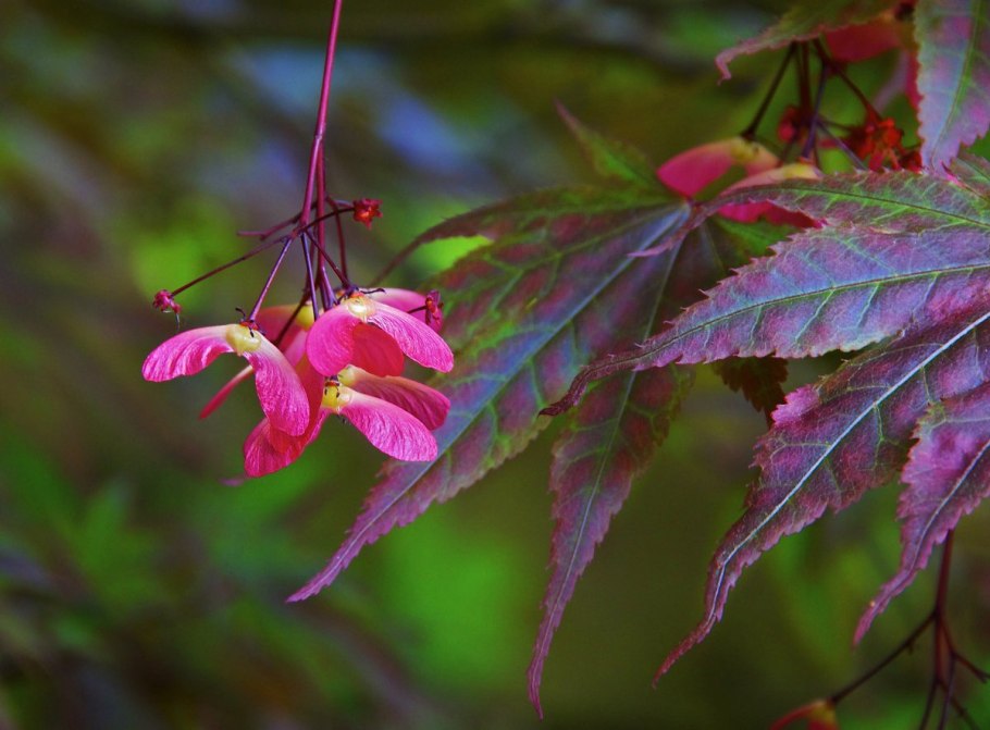 Семена японского клена