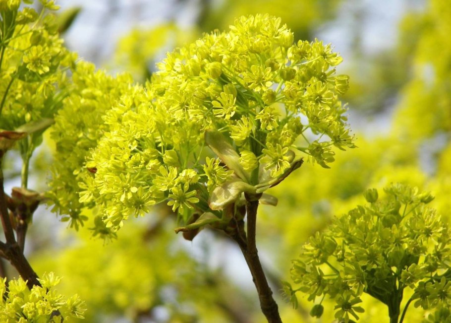 Цветущий клен остролистный