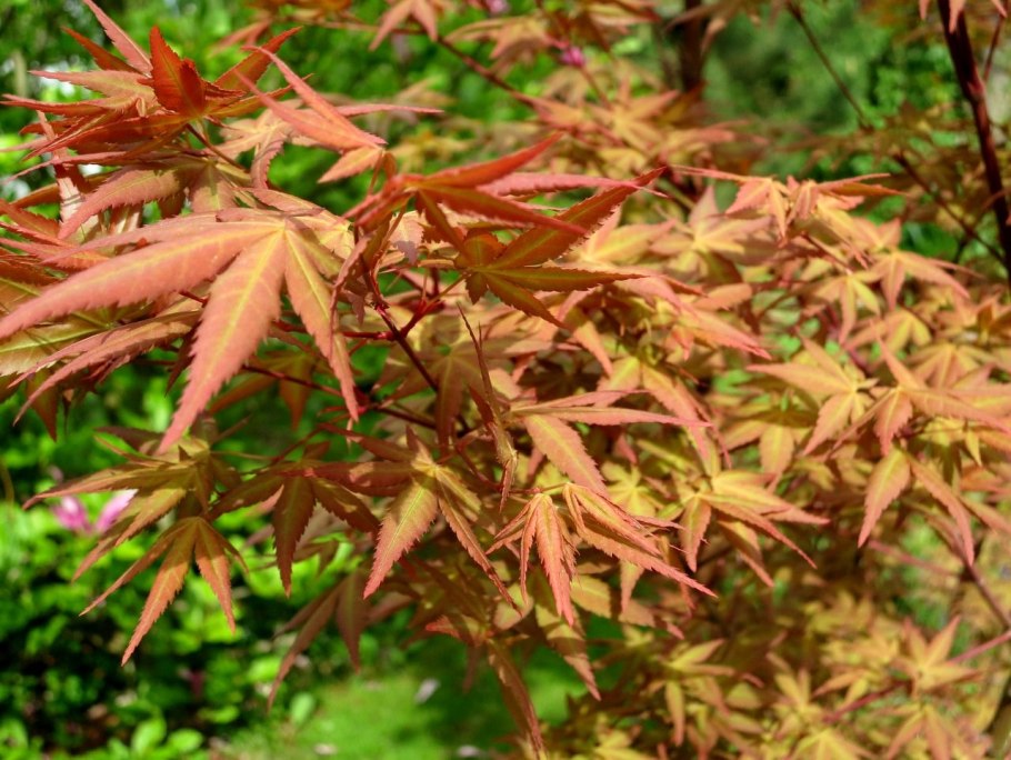 Acer palmatum katsura