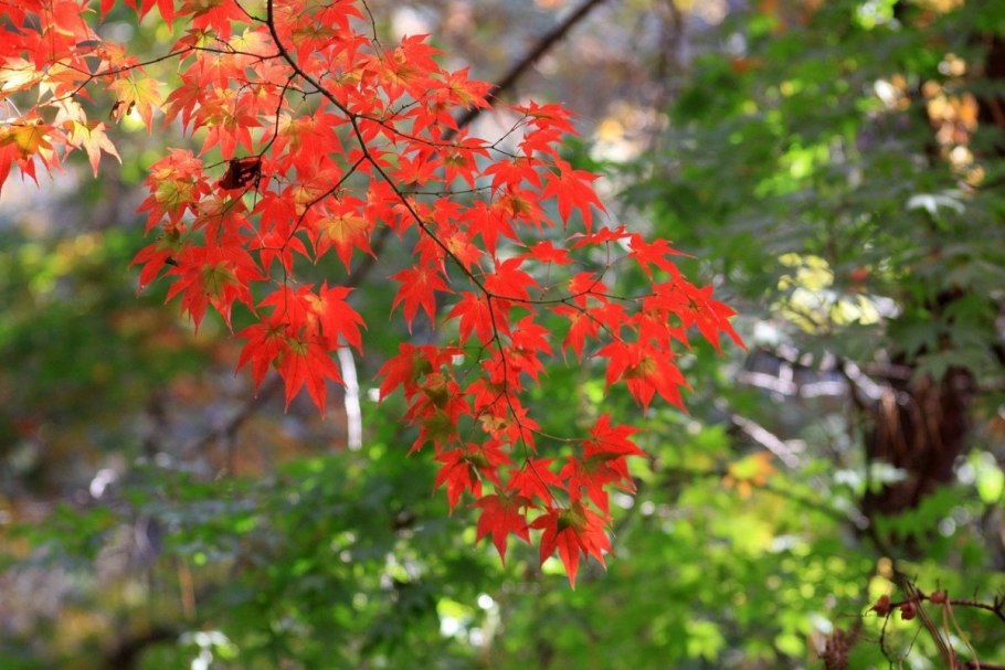 Клен японский красный