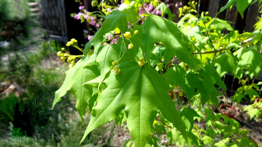 Клен остролистный