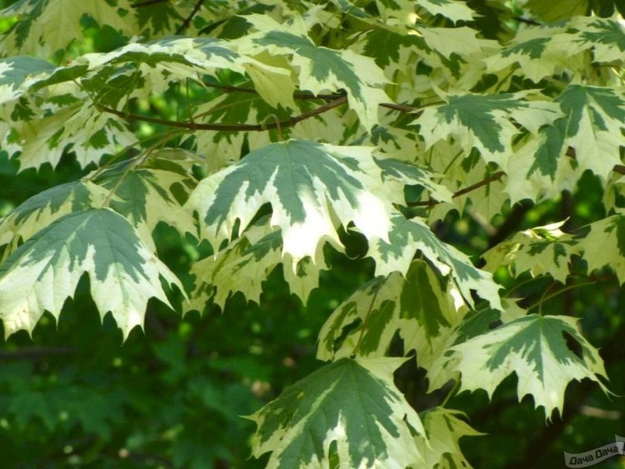 Клен остролистный друммонди