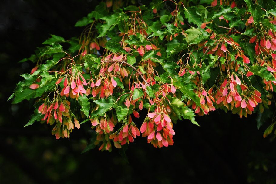 Клен татарский гиннала