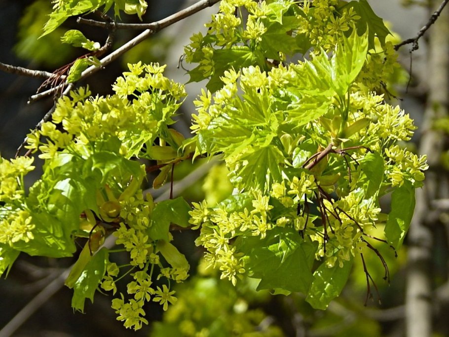 Клен остролистный друммонди