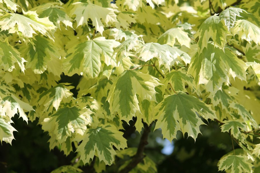 Клен друммонди осенью