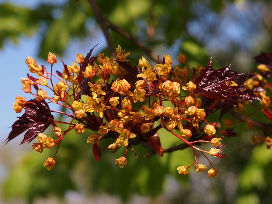 Клен остролистный ácer platanoídes
