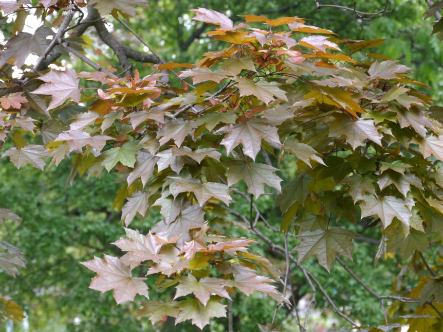 Acer platanoides (клён остролистный) 'Cleveland'
