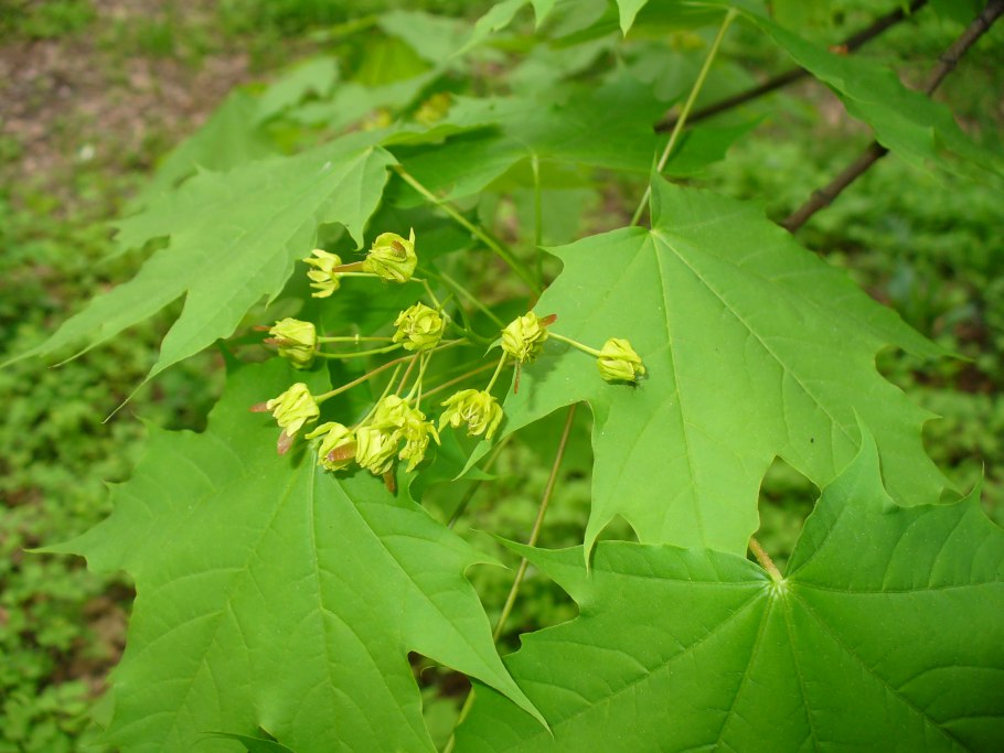 Клен ясенелистный