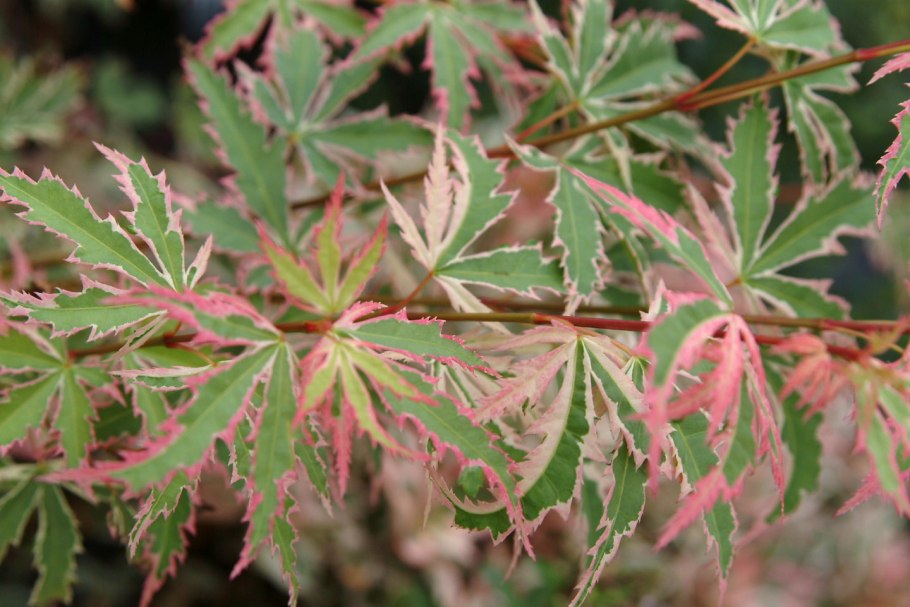 Acer palmatum butterfly