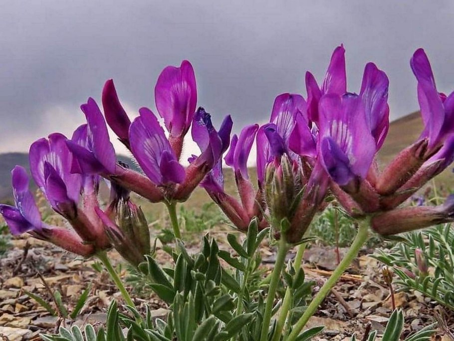 Астрагал рогоплодный